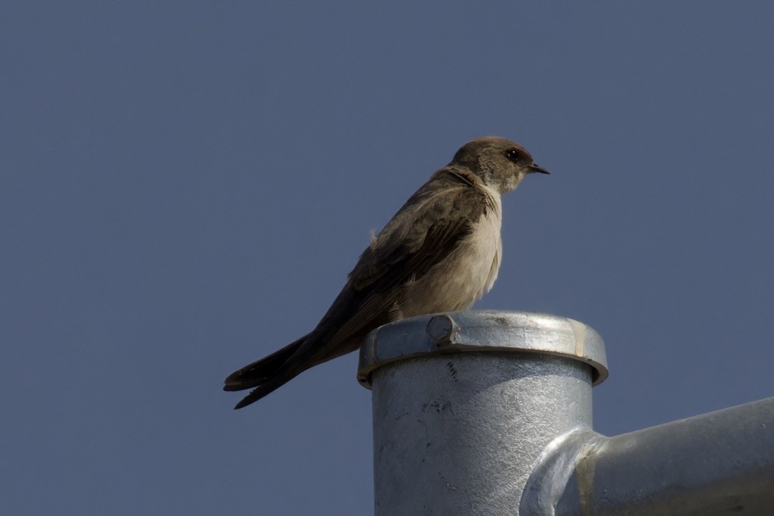 Rock Martin (Pale Crag-Martin) - ML612911129