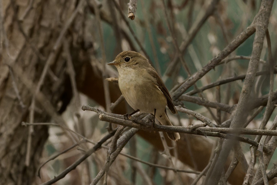 Red-breasted Flycatcher - ML612911150