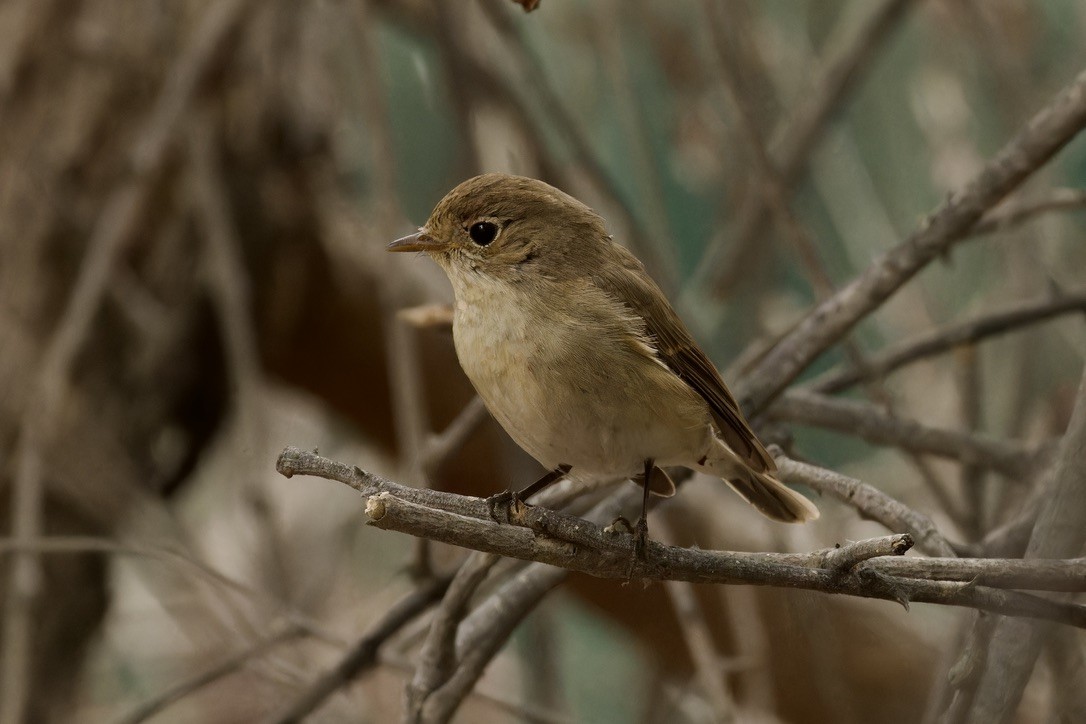 Red-breasted Flycatcher - ML612911151