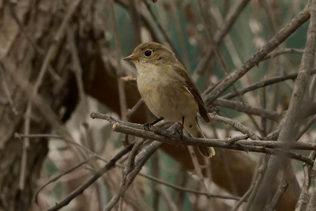 Red-breasted Flycatcher - Ted Burkett