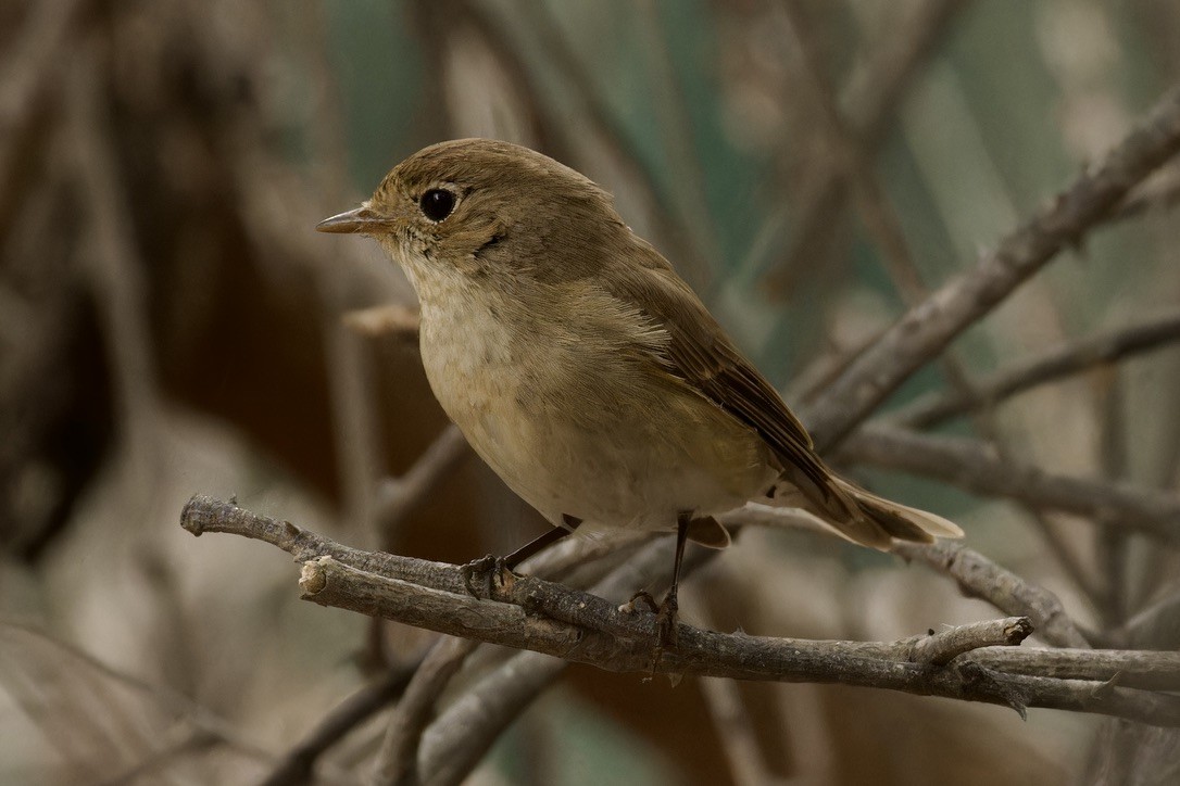 Red-breasted Flycatcher - ML612911153