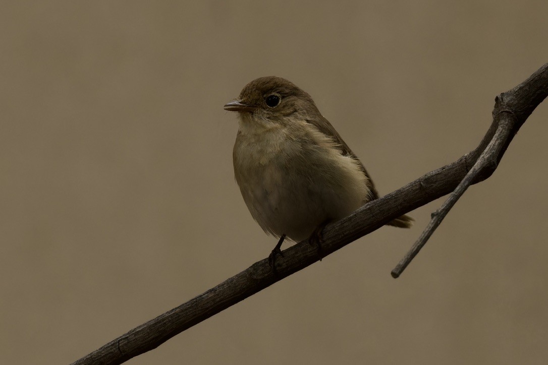 Red-breasted Flycatcher - ML612911154