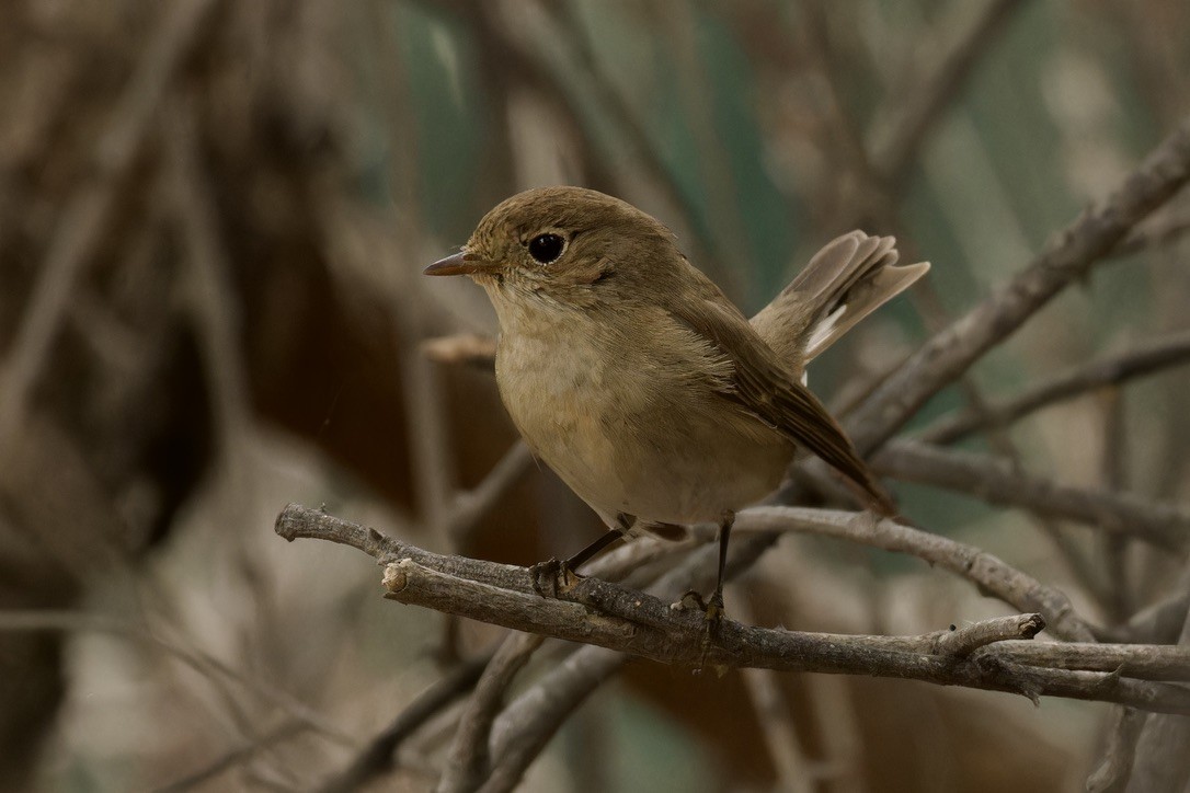 Red-breasted Flycatcher - Ted Burkett