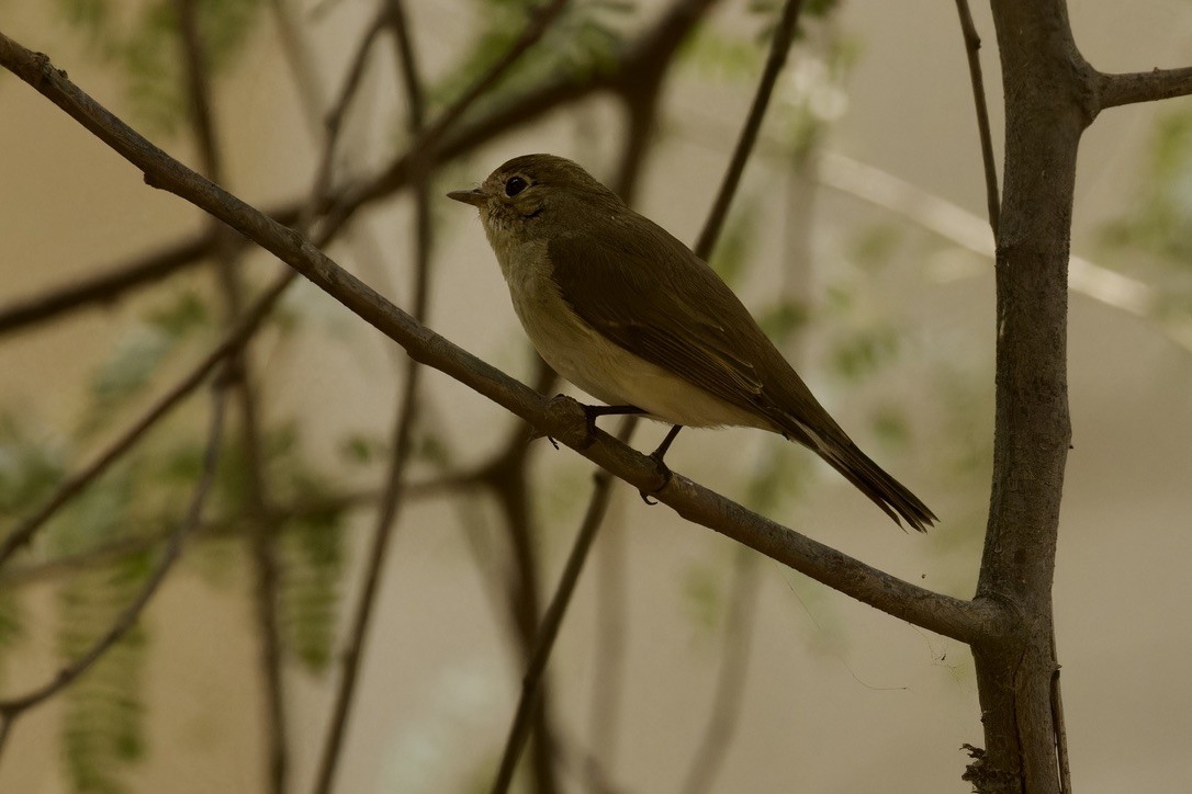 Red-breasted Flycatcher - ML612911156