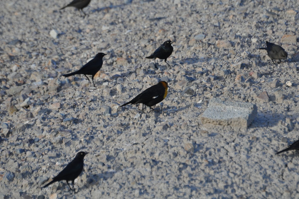 Yellow-headed Blackbird - ML612911200