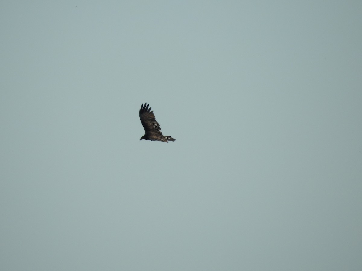 Turkey Vulture - ML612911219