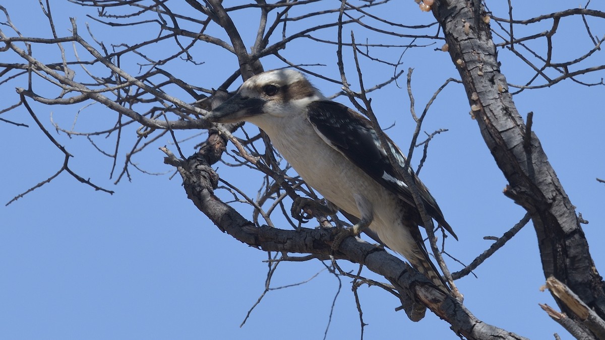 Laughing Kookaburra - ML612911229