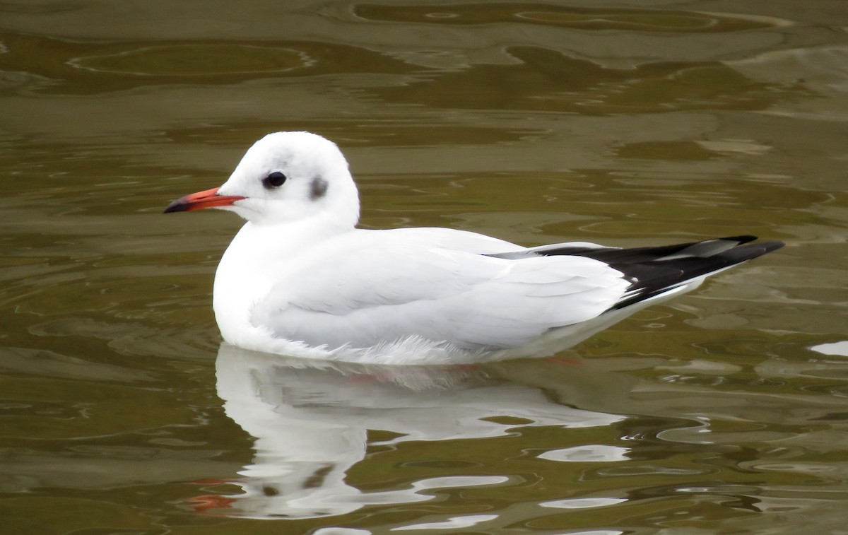 Black-headed Gull - David Nickerson