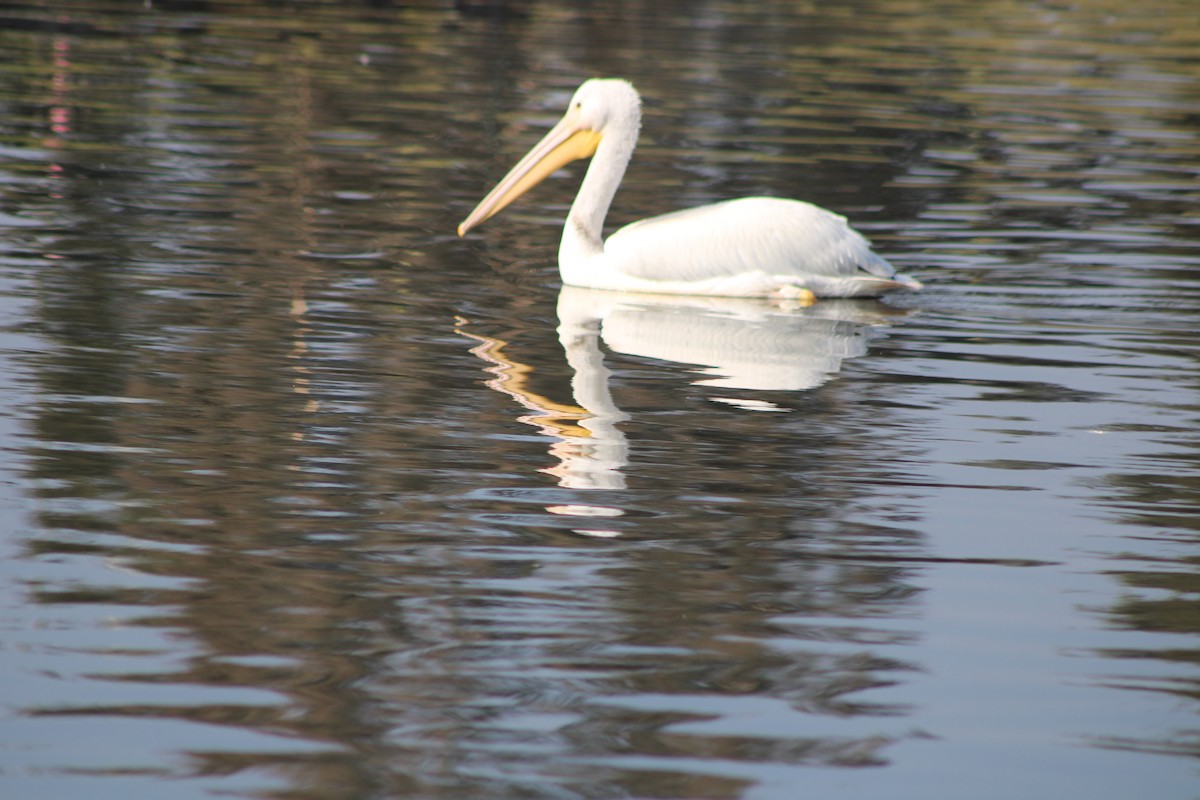 American White Pelican - ML612911325