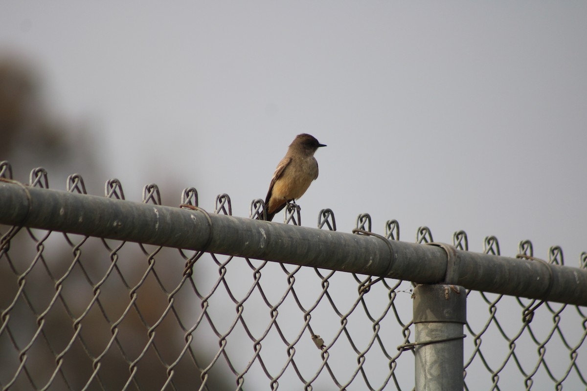 Say's Phoebe - ML612911356