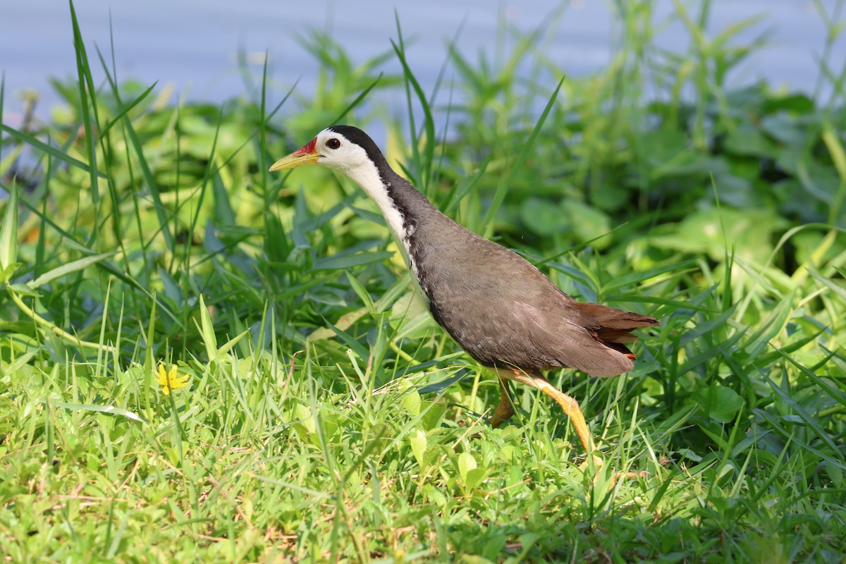 White-breasted Waterhen - ML612911374