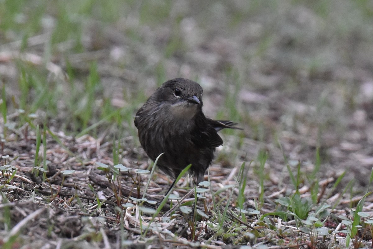 Yellow-rumped Warbler (Audubon's) - ML612911384