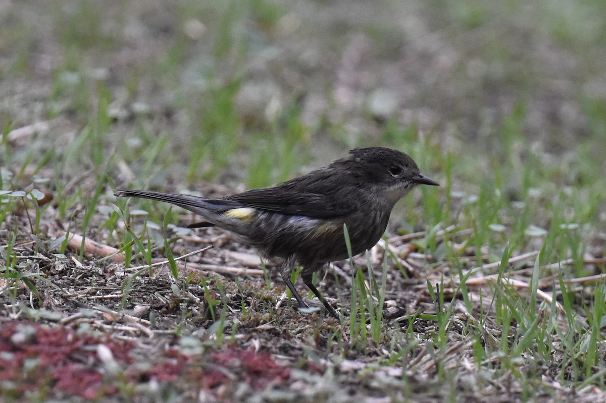Yellow-rumped Warbler (Audubon's) - ML612911385