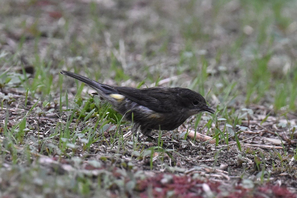 Yellow-rumped Warbler (Audubon's) - ML612911386