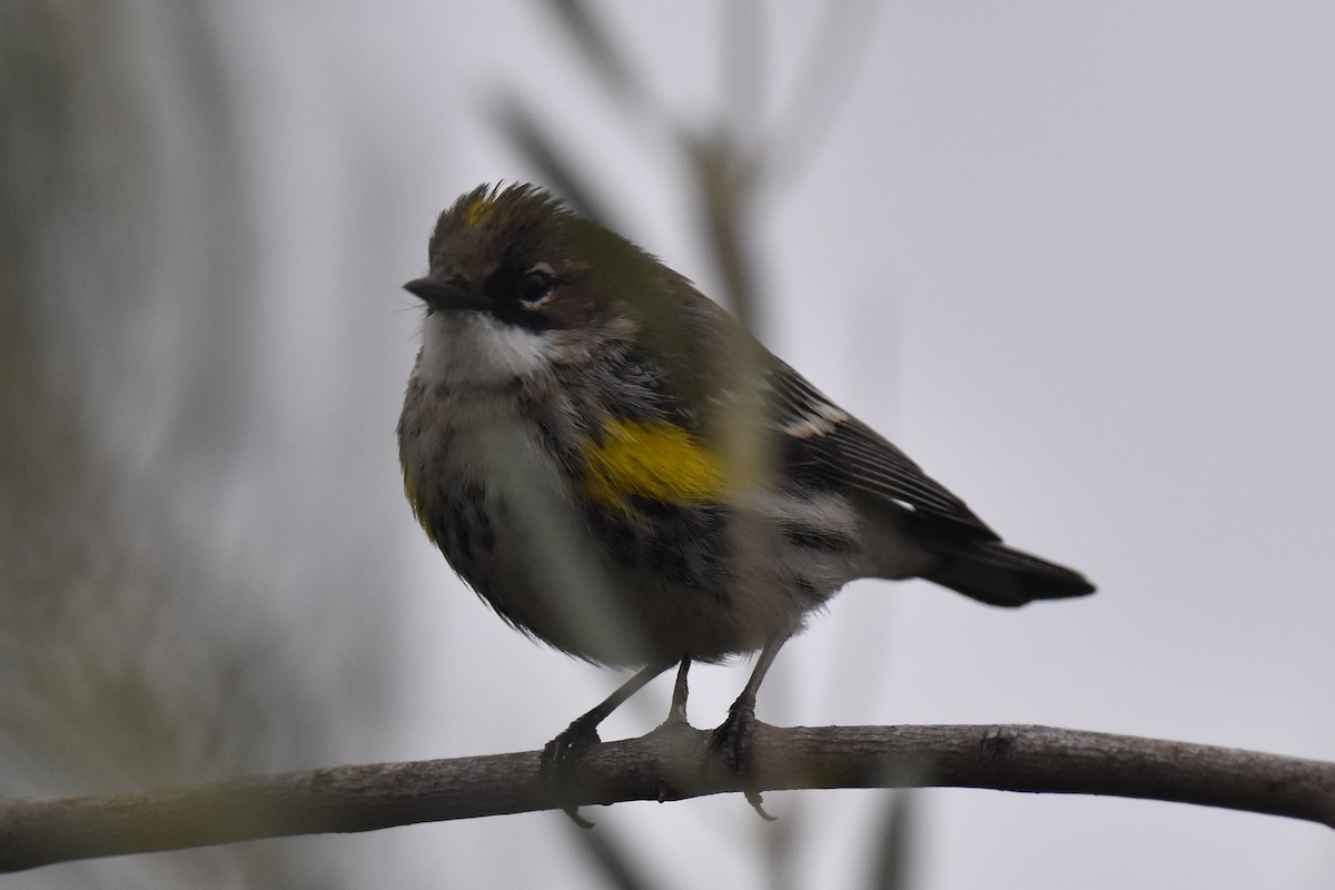 Yellow-rumped Warbler (Myrtle) - ML612911388