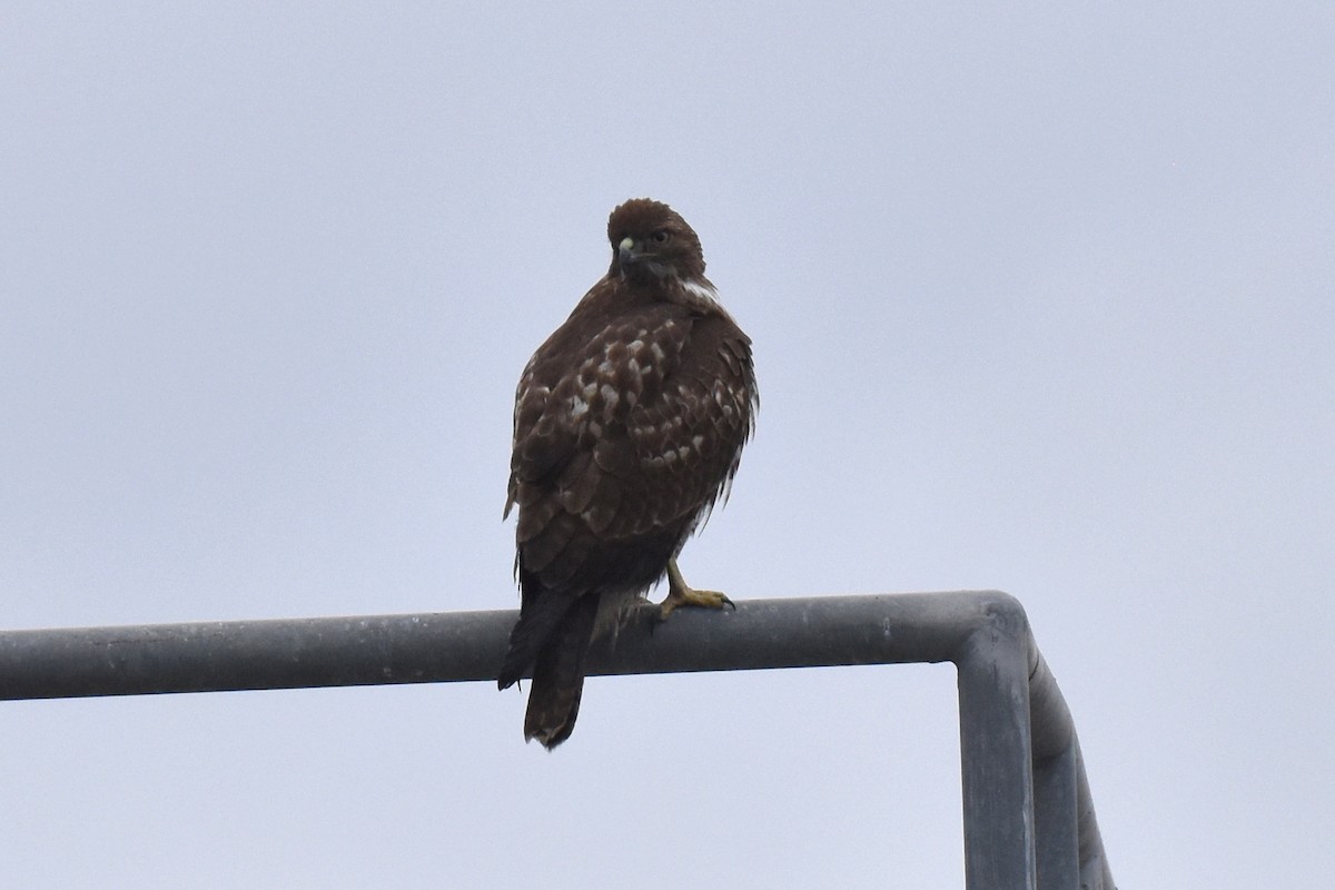 Red-tailed Hawk - ML612911389