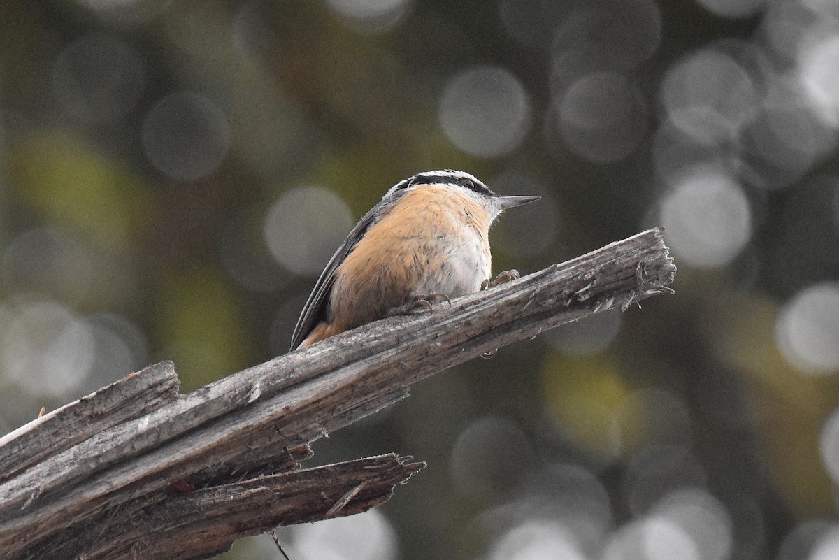 Red-breasted Nuthatch - ML612911391