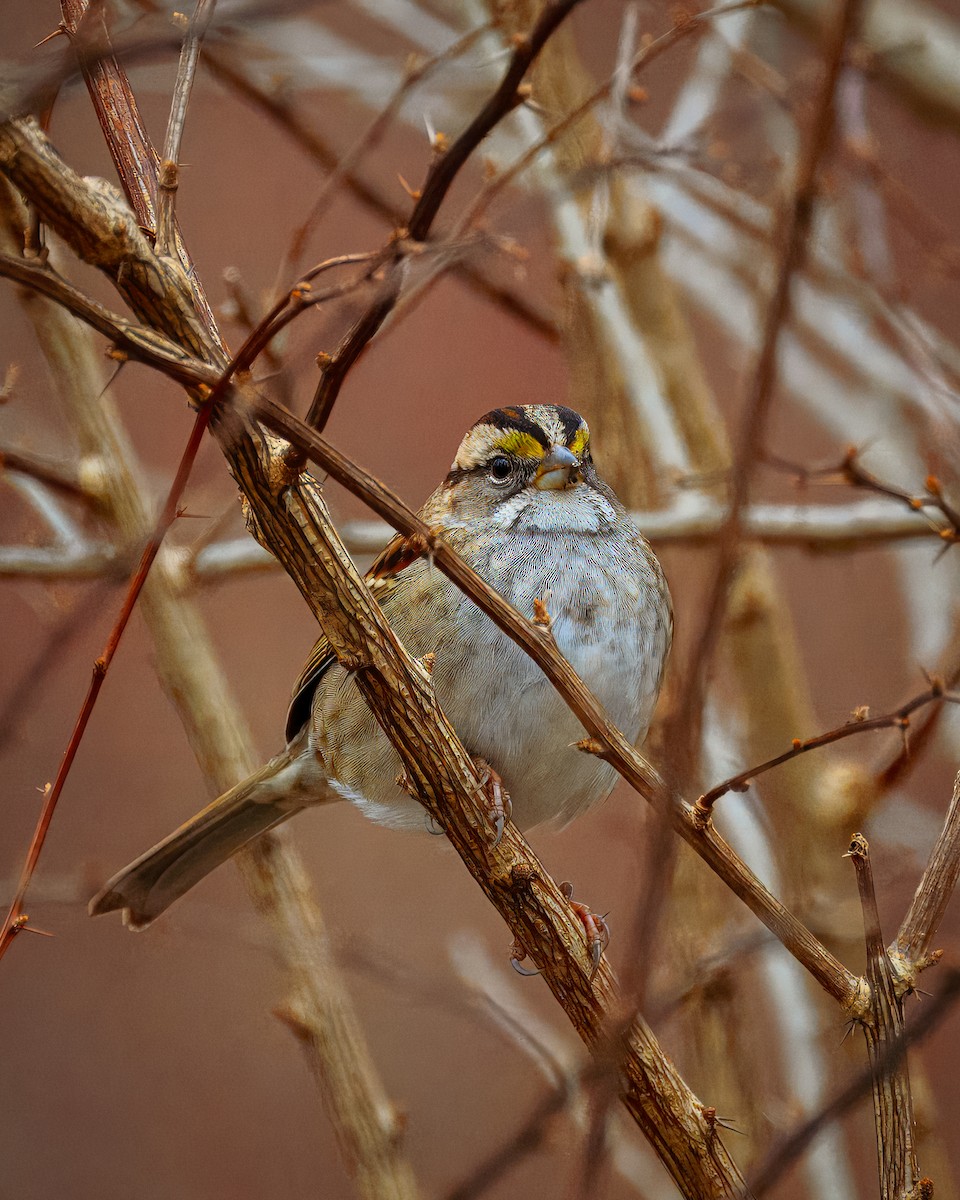 White-throated Sparrow - Peter Rosario