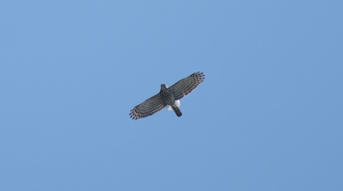 Crested Goshawk - ML612911449