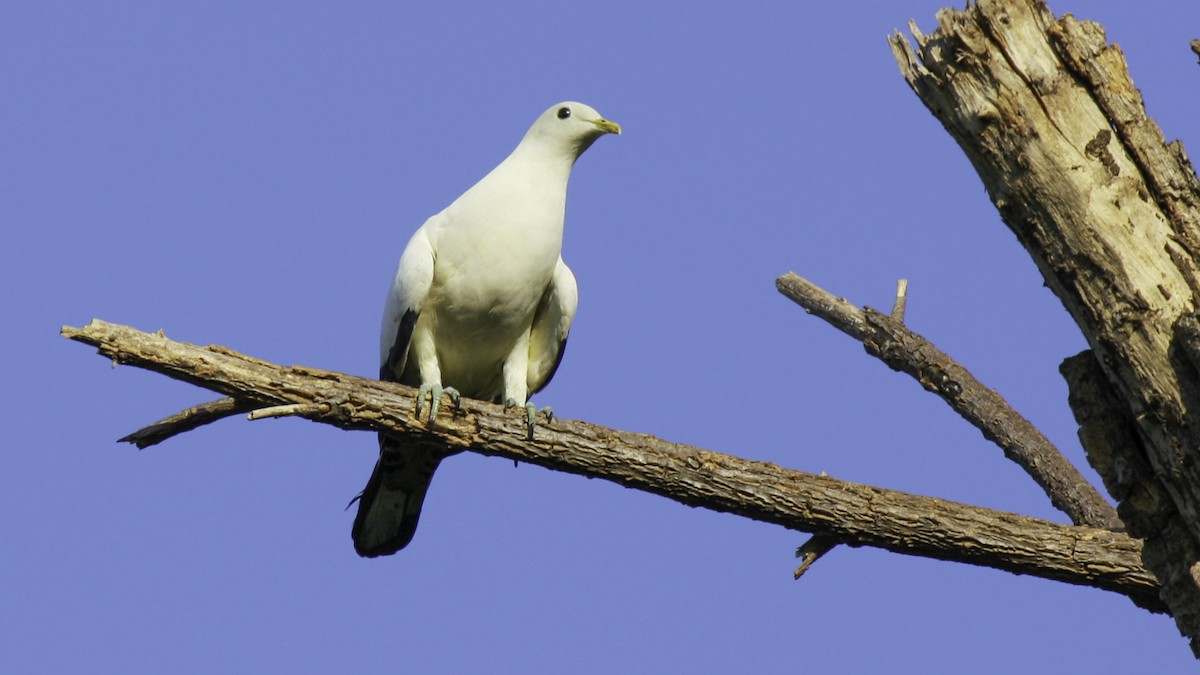 Torresian Imperial-Pigeon - ML612911487