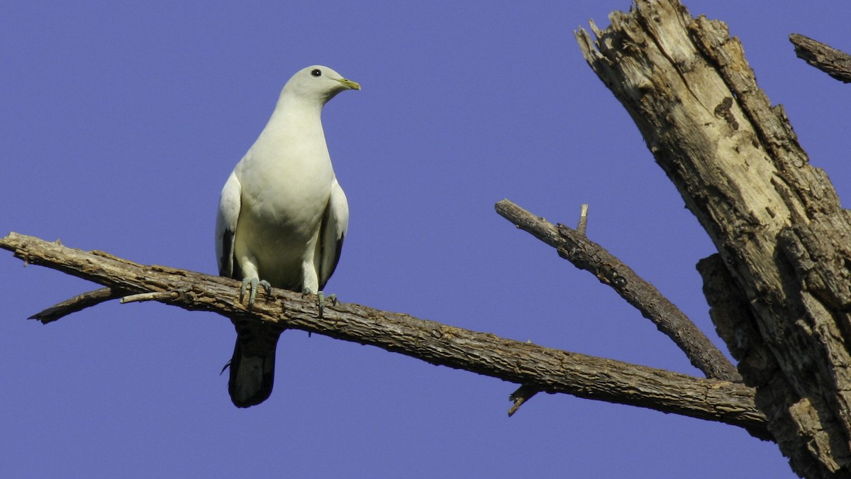 Torresian Imperial-Pigeon - ML612911491