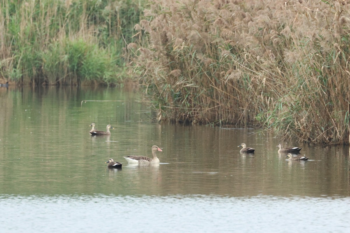 Graylag Goose - ML612911510