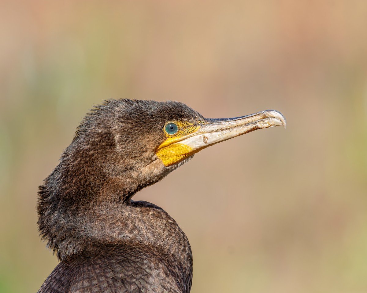Great Cormorant (Australasian) - Ben Johns