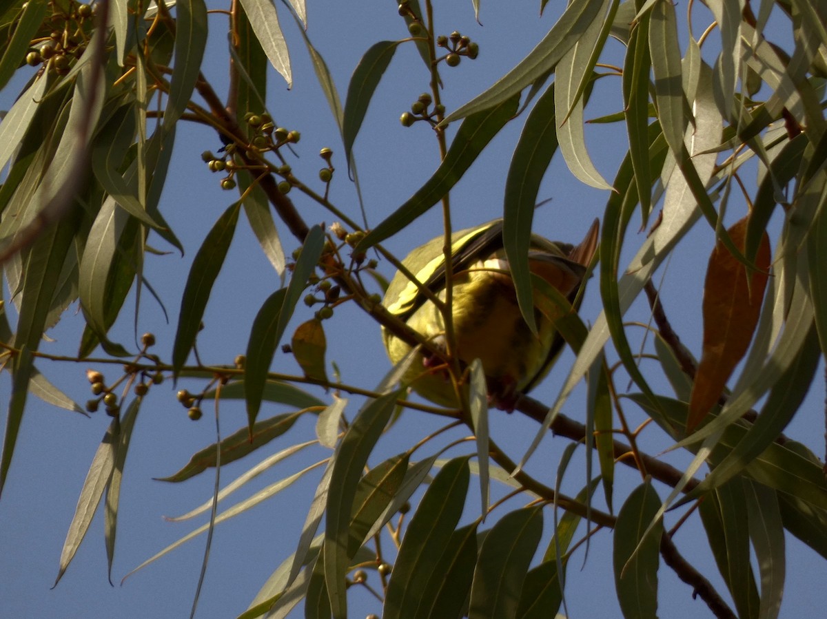 Orange-breasted Green-Pigeon - ML612911635