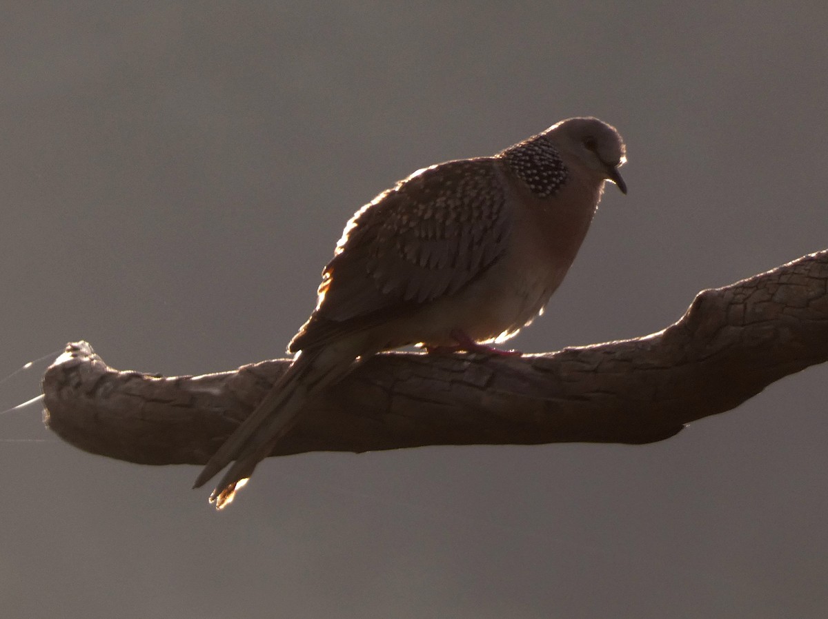 Spotted Dove - ML612911640