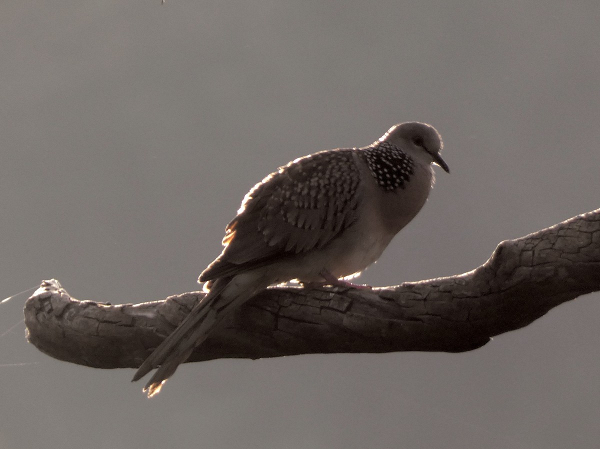Spotted Dove - ML612911641
