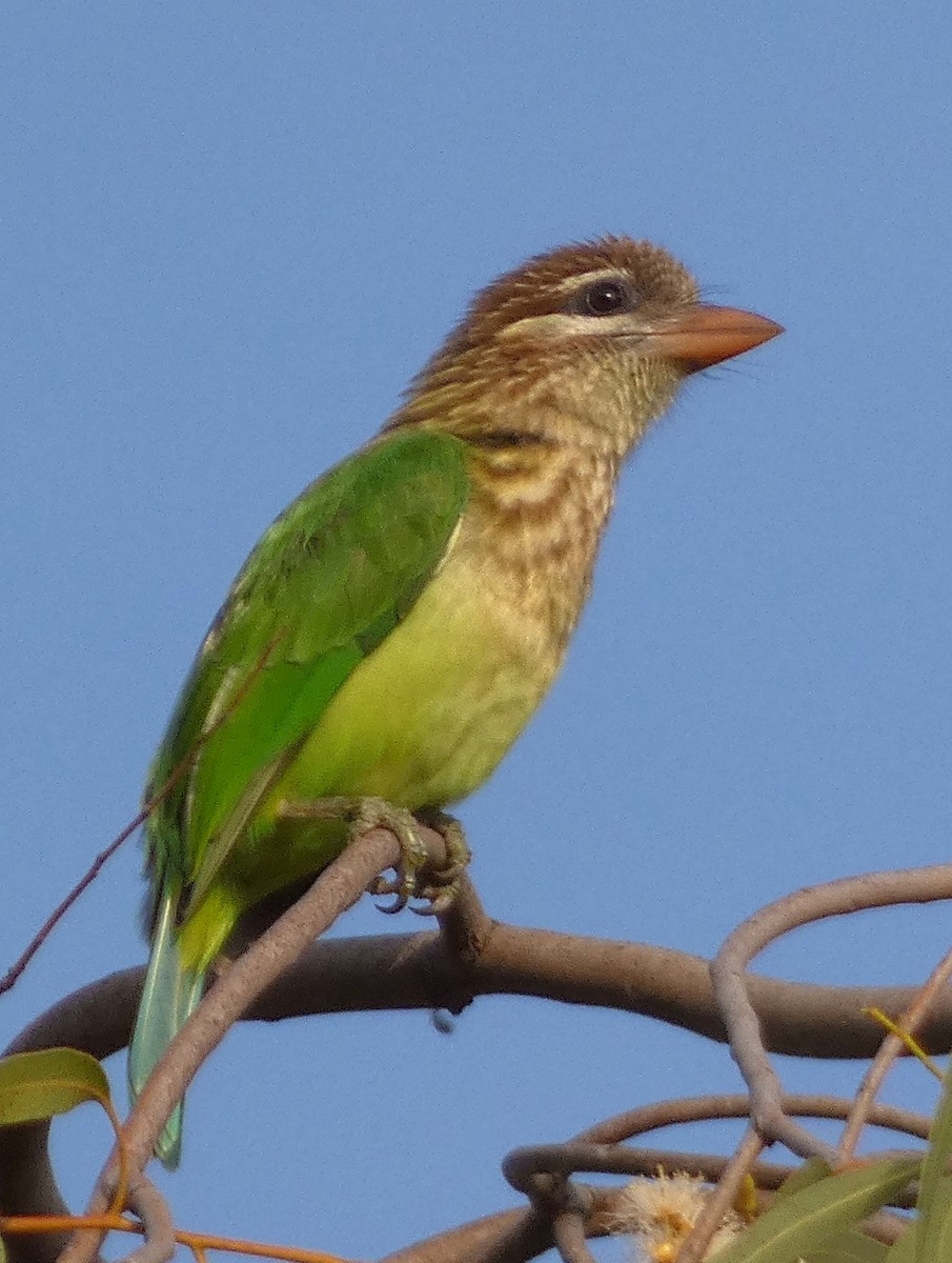 barbet bělolící - ML612911652