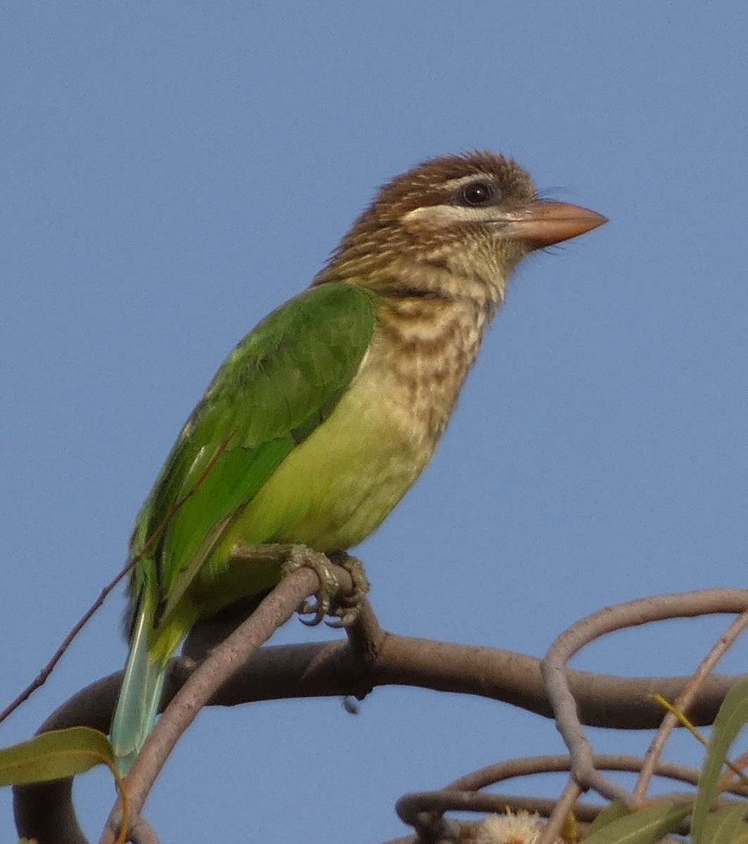 barbet bělolící - ML612911653
