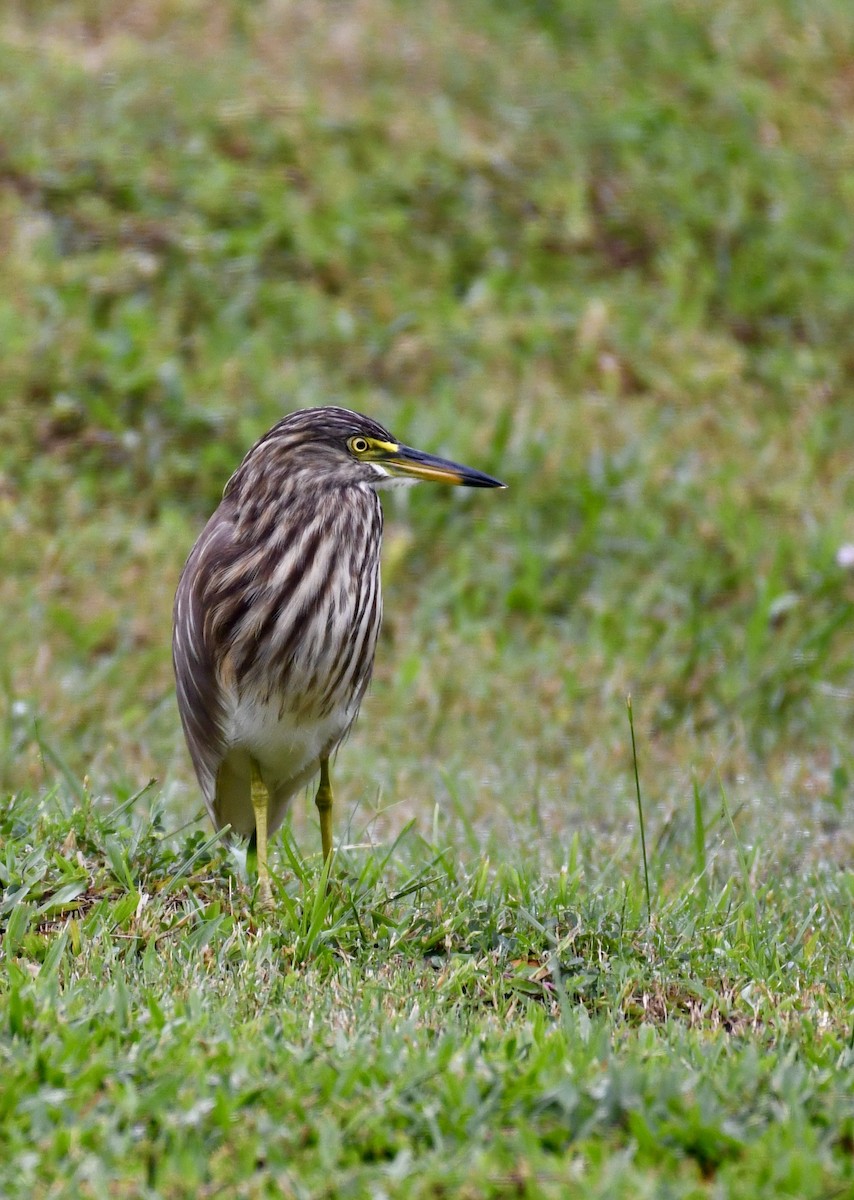 Indian Pond-Heron - ML612911688