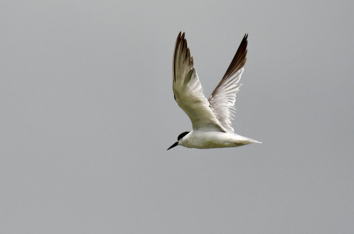 Whiskered Tern - ML612911691