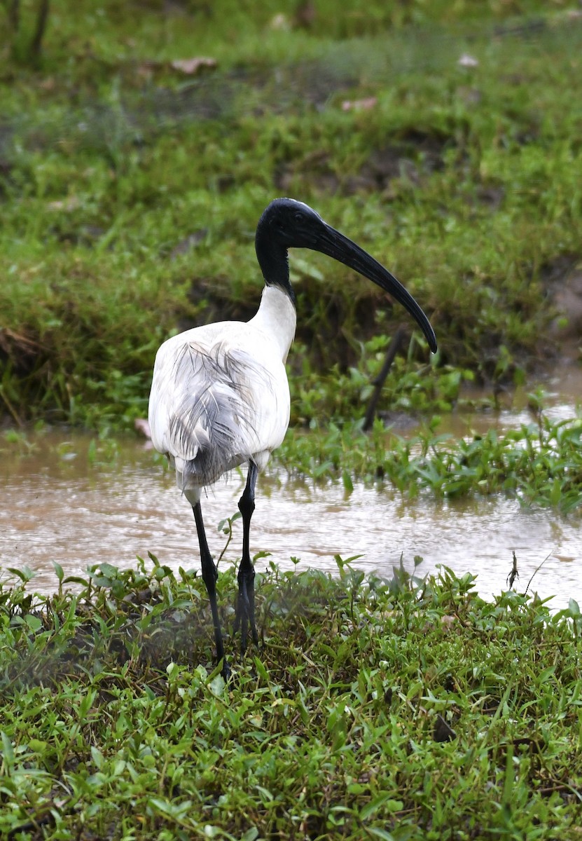 ibis černohlavý - ML612911700