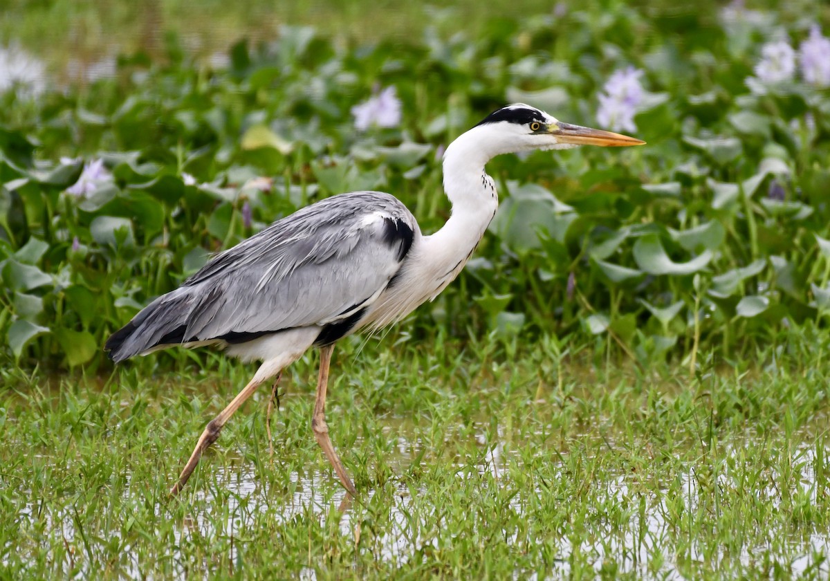 Gray Heron - ML612911704