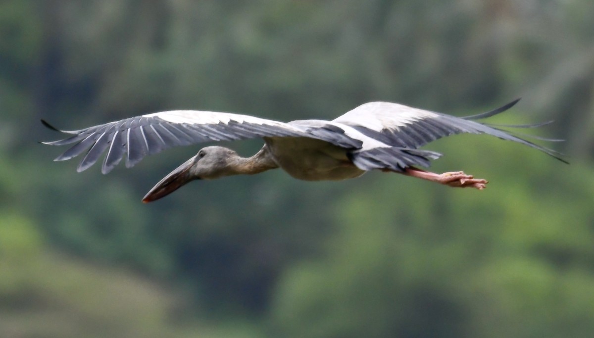 Asian Openbill - Daniel Galvin