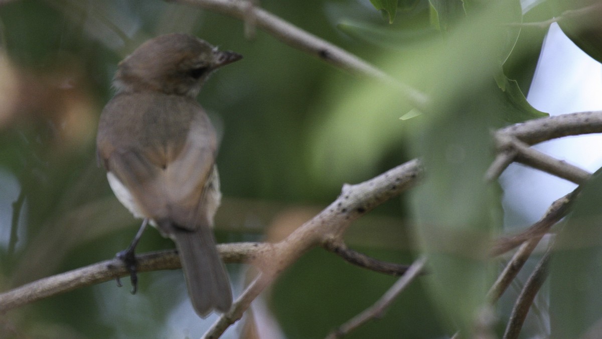 Gray Whistler (Brown) - ML612911725