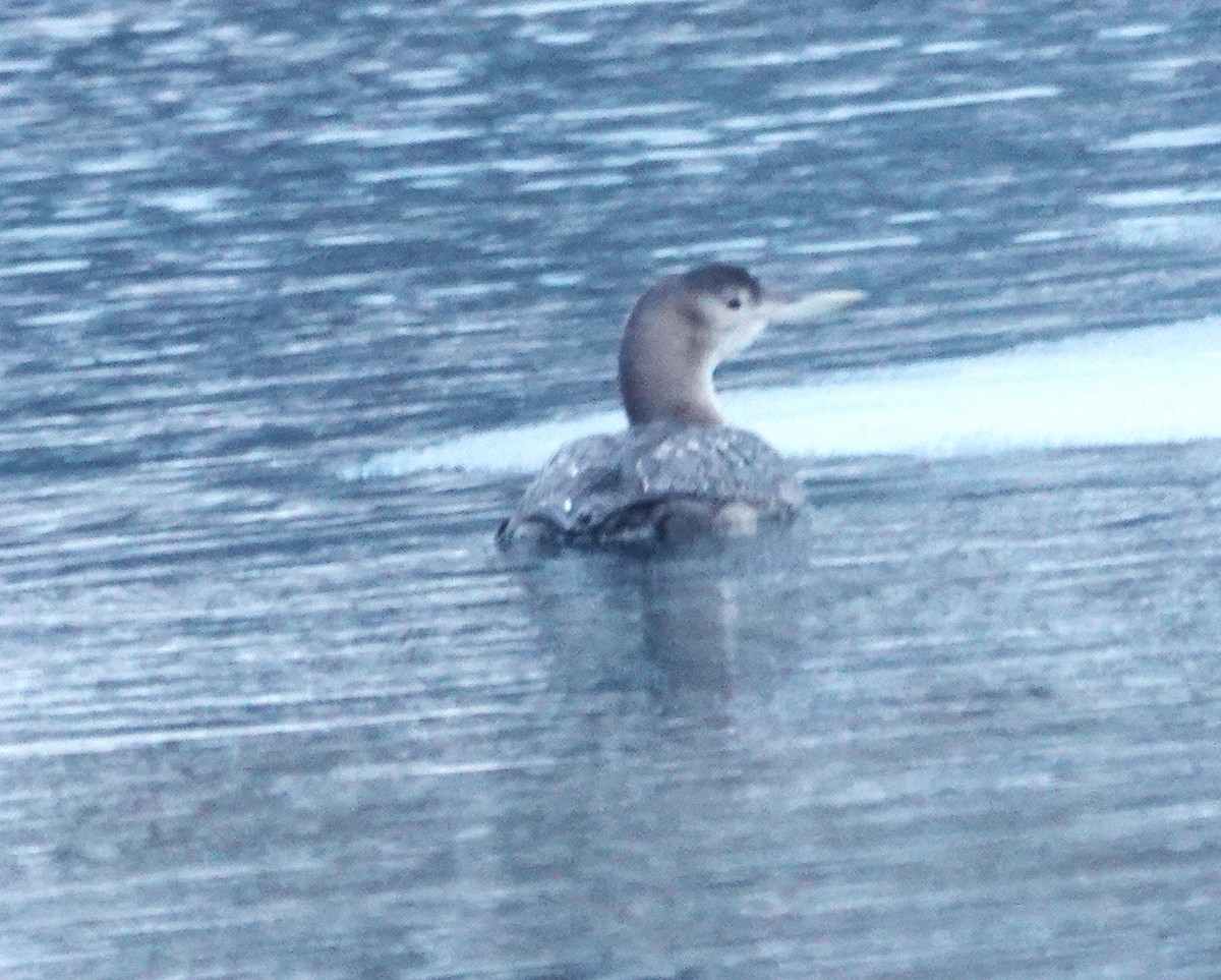 Yellow-billed Loon - ML612911732