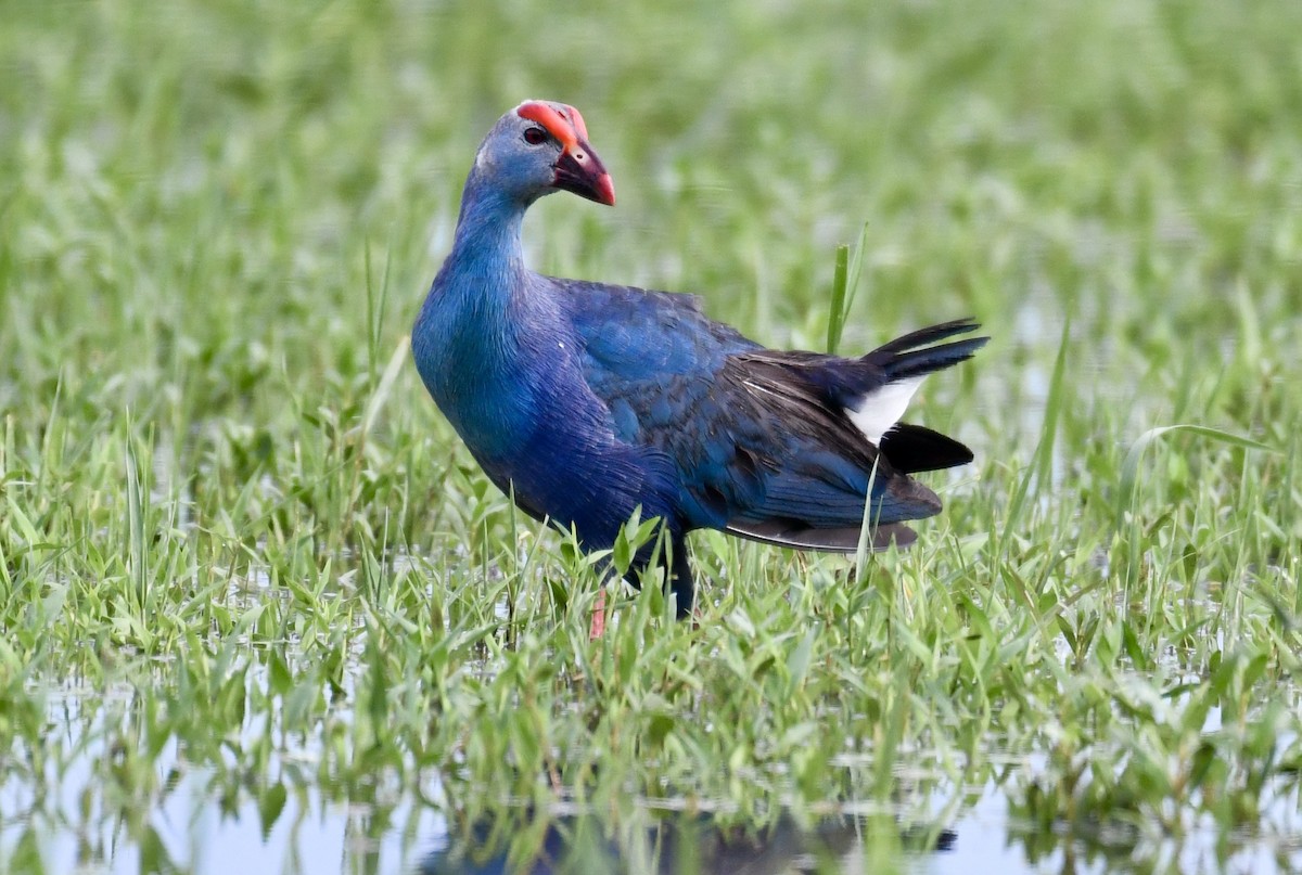 Gray-headed Swamphen - Daniel Galvin