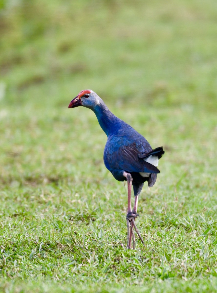 Gray-headed Swamphen - Daniel Galvin