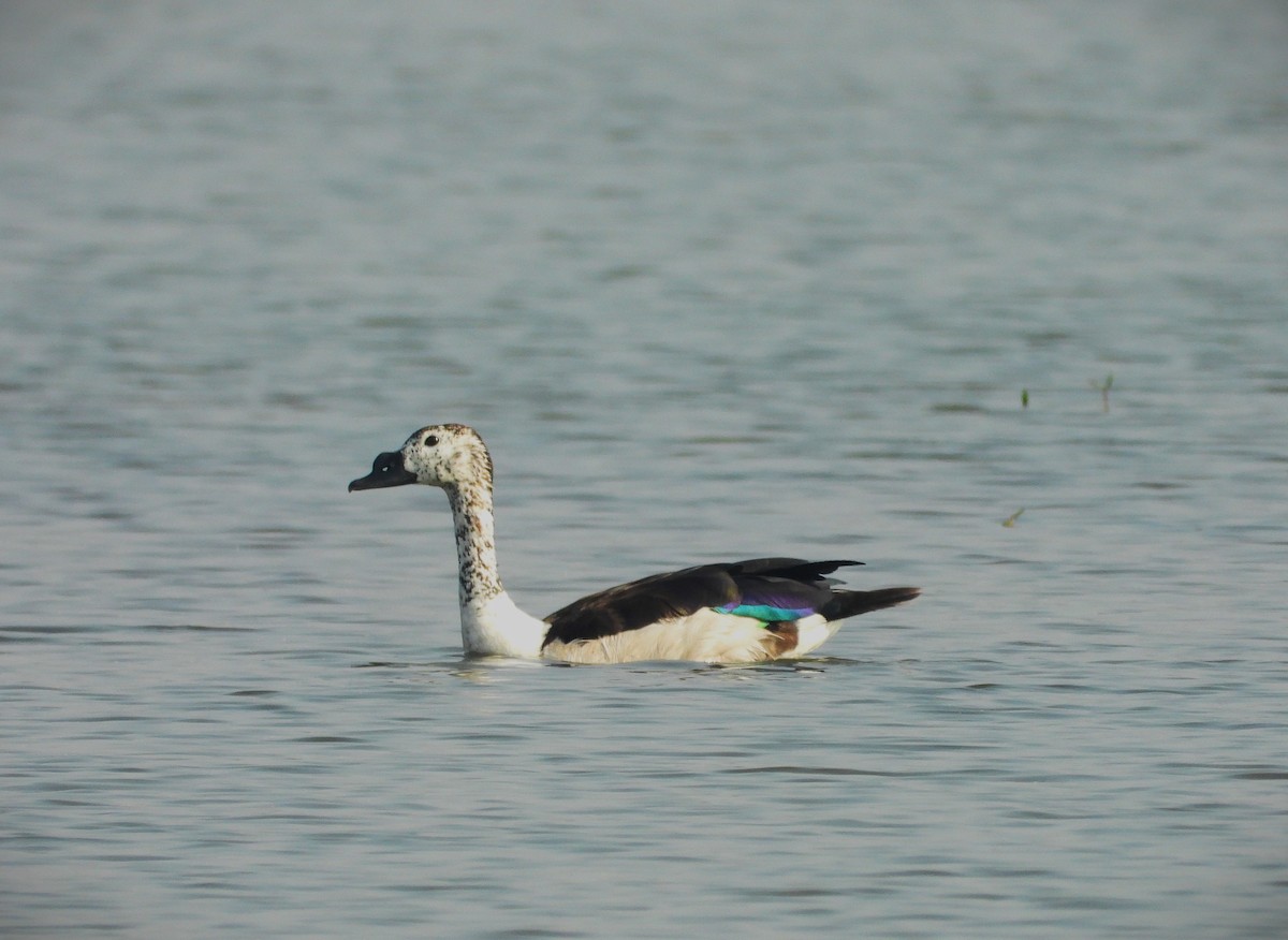 Knob-billed Duck - ML612911736