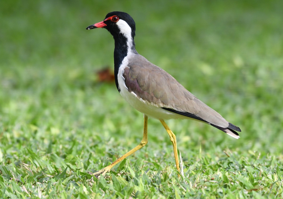Red-wattled Lapwing - ML612911738