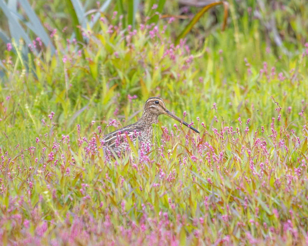 Latham's Snipe - Ben Johns