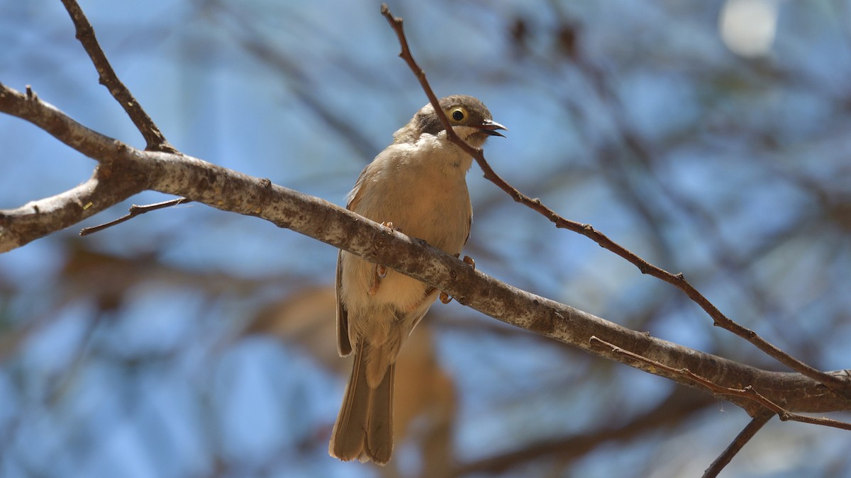 Brown-headed Honeyeater - ML612911756