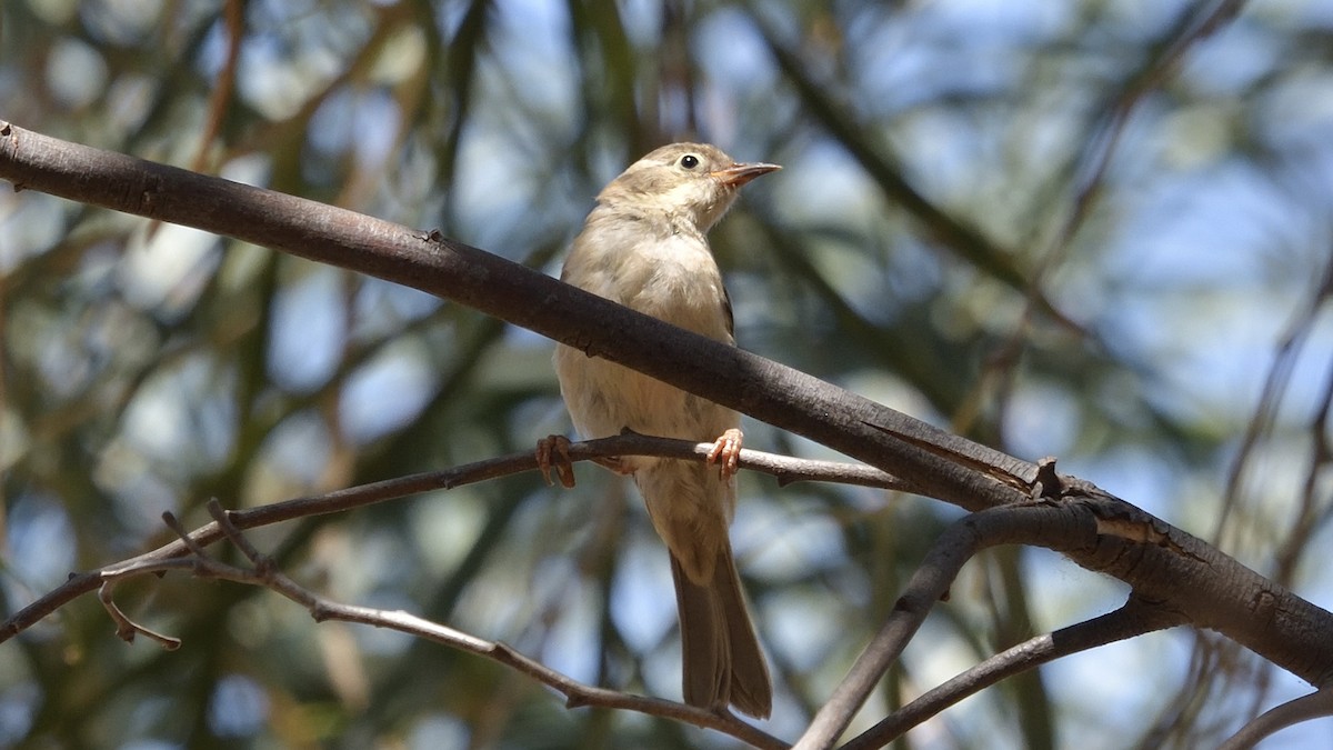 Brown-headed Honeyeater - ML612911761