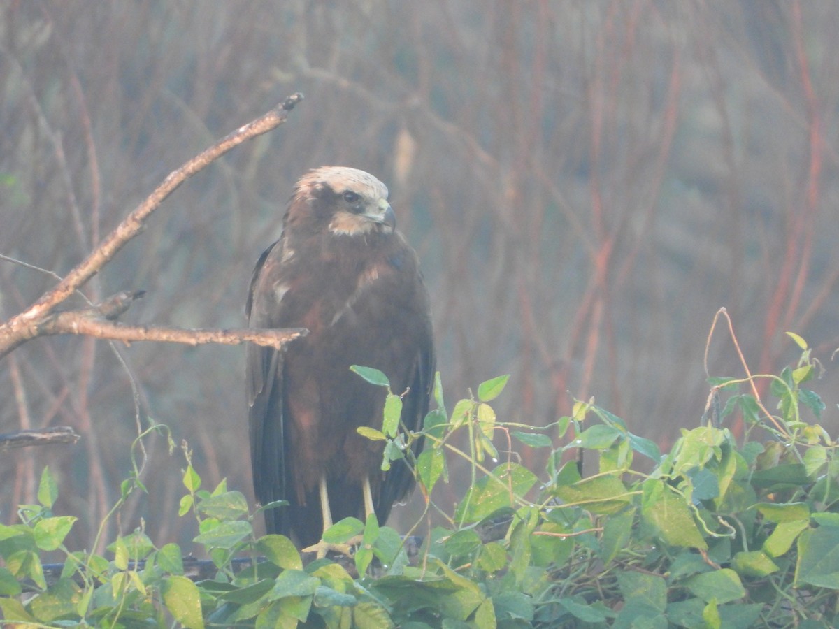 Western Marsh Harrier - ML612911835