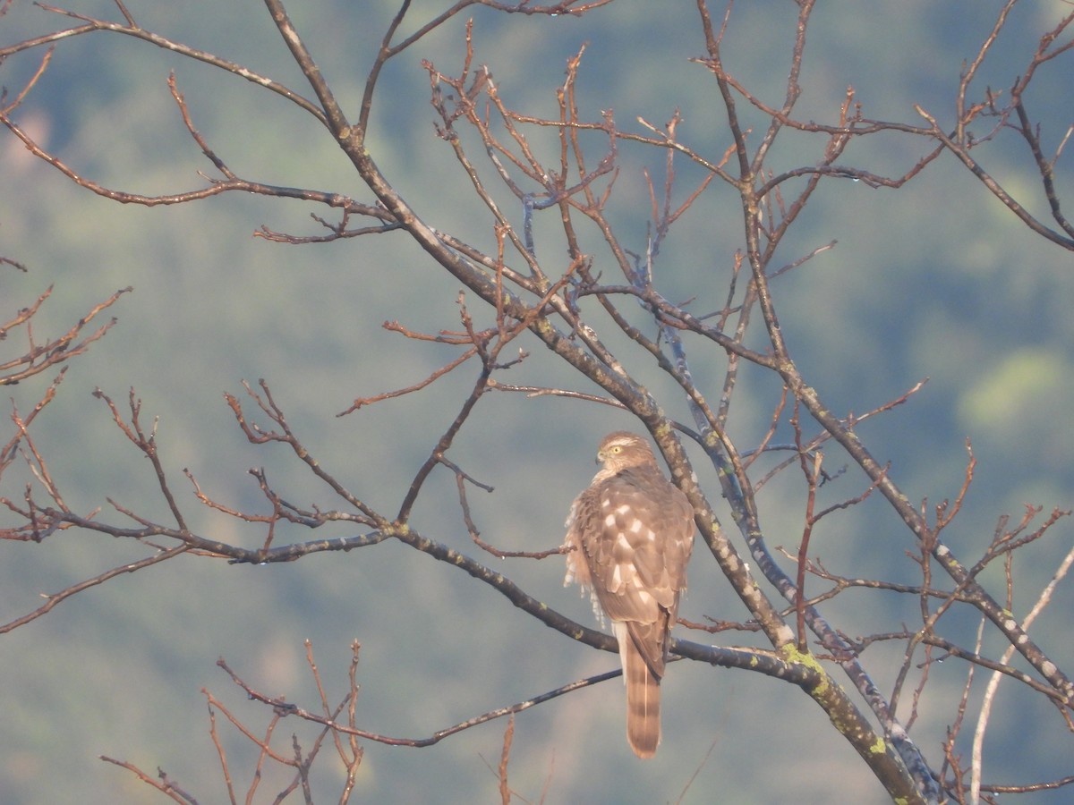 Eurasian Sparrowhawk - ML612911839