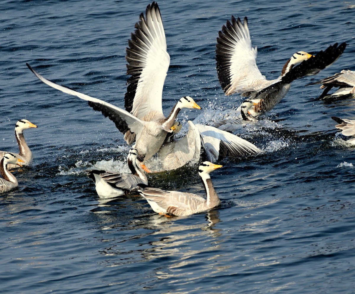 Bar-headed Goose - DEBASISH CHATTEERJEE