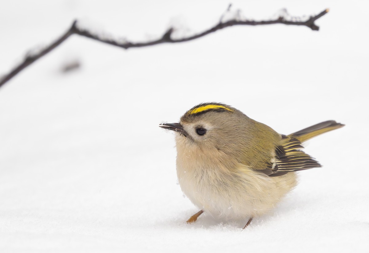 Goldcrest - ML612912016